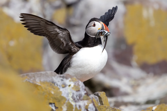 Wings Over the Farnes: Puffin Photography with ProMaster’s Key Grip Monopod
